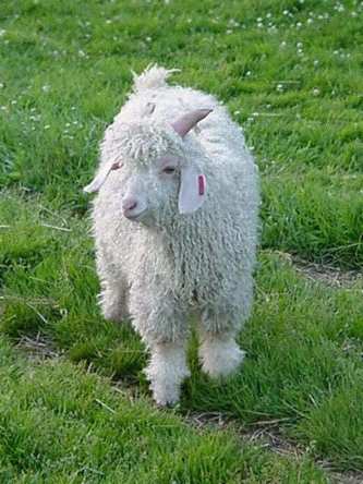 angora sheep